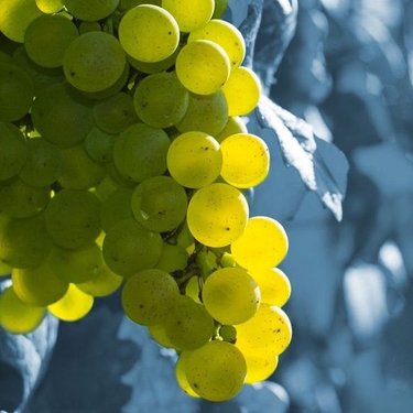 Eine Gruppe saftiger, grüner Trauben hängt an einem Rebstock, umgeben von verschwommenen, blauen Pflanzen im Hintergrund.