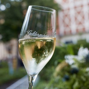 Ein elegantes Glas mit sprudelndem Sekt steht im Vordergrund, während im Hintergrund unscharfe grüne Pflanzen zu sehen sind.
