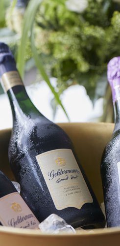 Drei Flaschen Geldermann Sekt in einem goldenen Eiskübel, umgeben von Eiswürfeln und frischen grünen Pflanzen im Hintergrund.