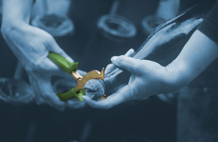 Zwei Hände bereiten sich darauf vor, eine Sektflasche mit einer speziellen Zange zu öffnen, während der Hintergrund verschwommen ist.